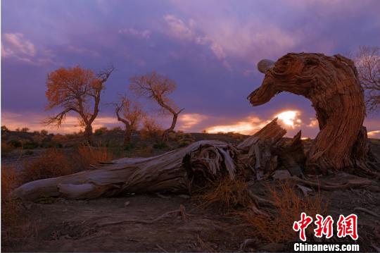 胡楊樹挺拔高大，蒼勁古樸，素有“生而不死一千年，死而不倒一千年，倒而不朽一千年”的美譽。　龐博 攝