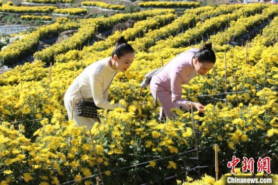 圖為游客聞花香。　陳阿娜 攝